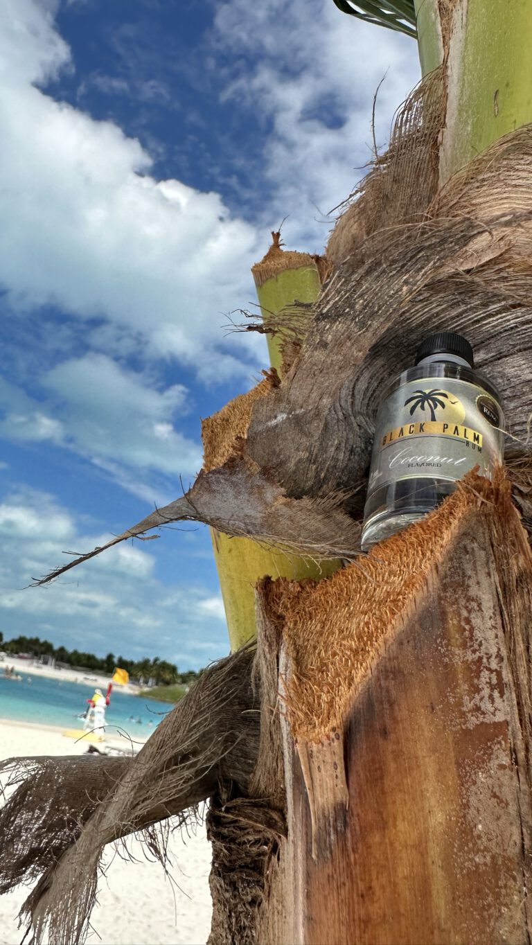 Black Palm Coconut an der Palme